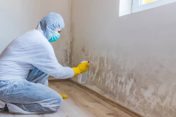 Professional mold removal team in Hudson