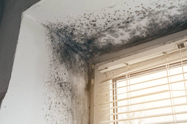 Mold Removal service in Hudson